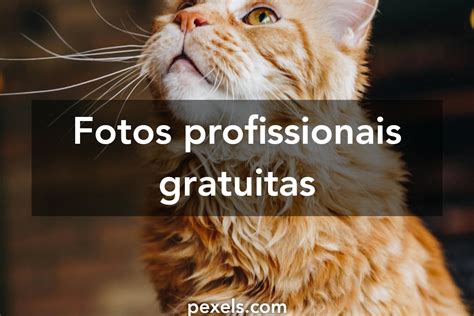 100.000+ melhores imagens de Gato Fofo